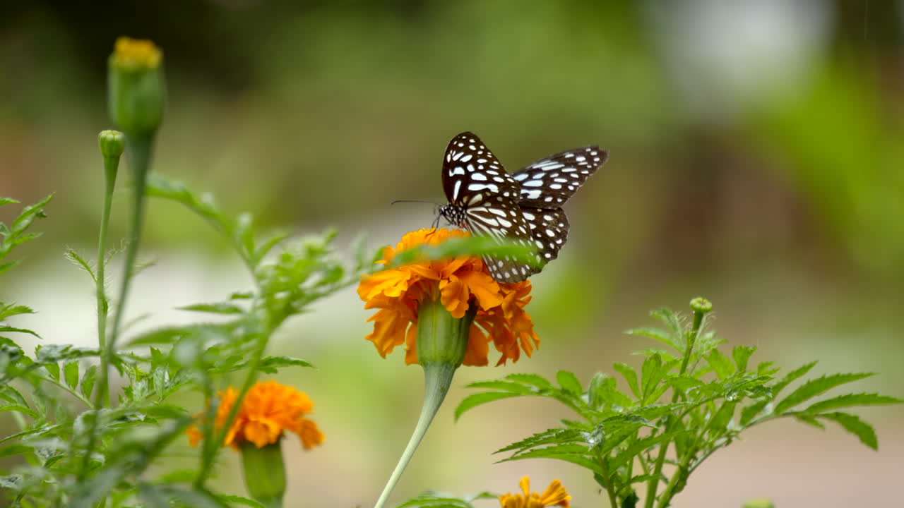 mariposa en una flor de caléndula