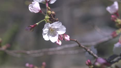 dainty and delicate cherry blossom and buds in springtime - close up