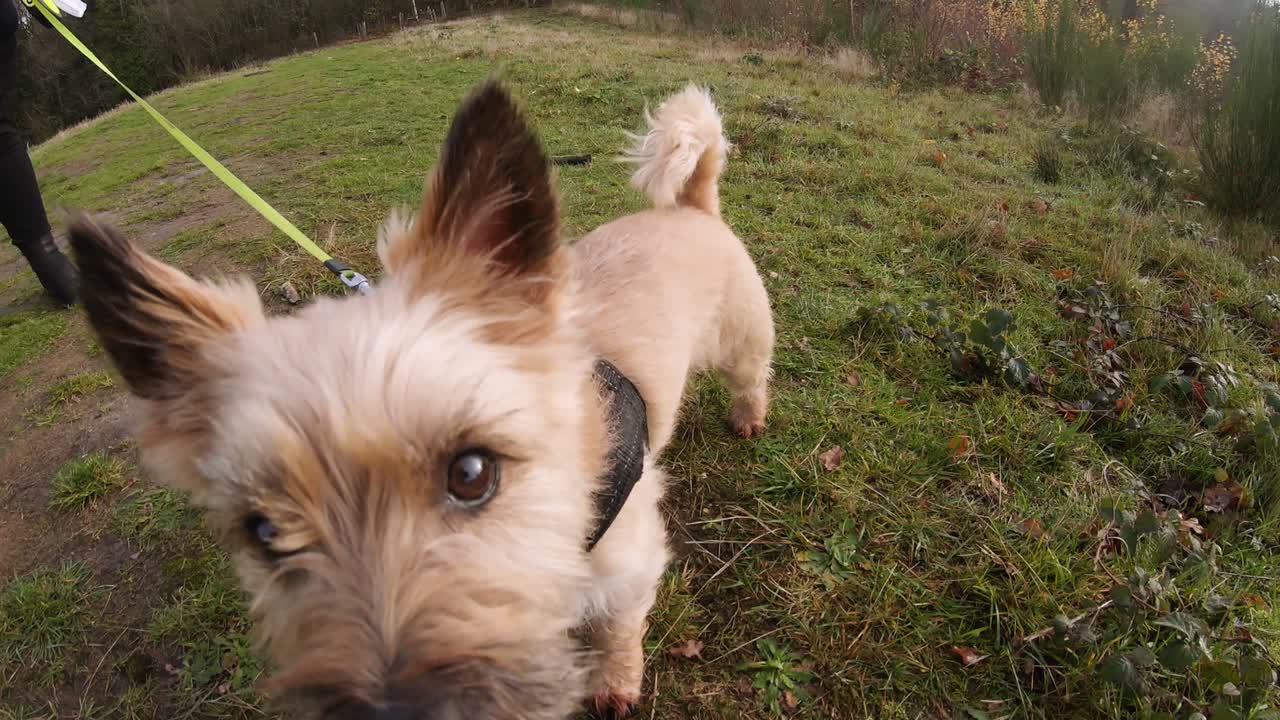 줄에 인 작은 개는 자연에서 산책하는 동안 카메라에 호기심을 느끼고 가까이 다가갑니다.
