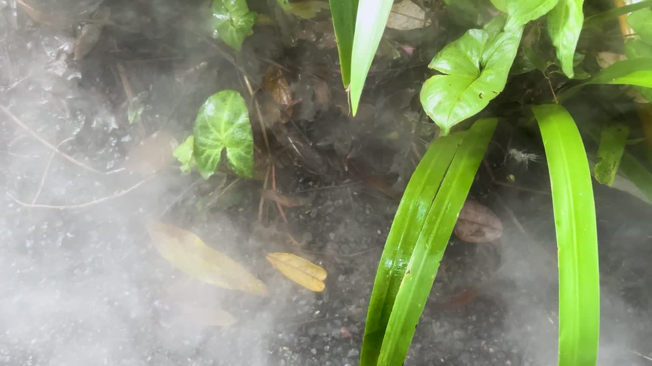 Thick white smoke drifts over vibrant green garden plants in soft natural daylight, overhead view