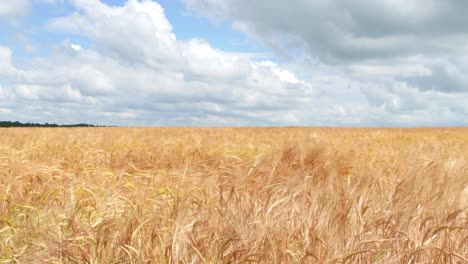 wheat field against a blue sky 4k