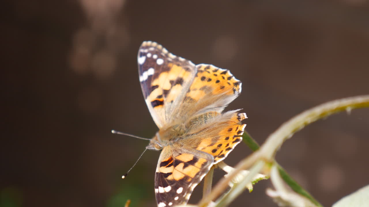 Una farfalla Vanessa del cardo che riposa su un ramo e spicca il volo al rallentatore per nutrirsi di nettare durante una super fioritura di fiori selvatici.