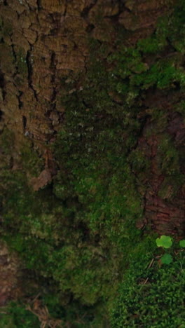 moss covered tree trunk. close up of tree covered in moss