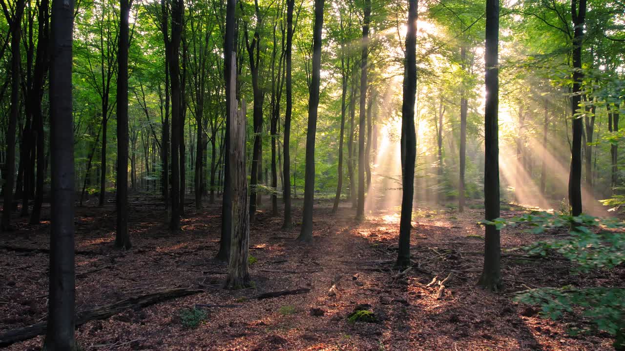 Beautiful, empty forest, sunlight shining through the trees, Netherlands, reverse
