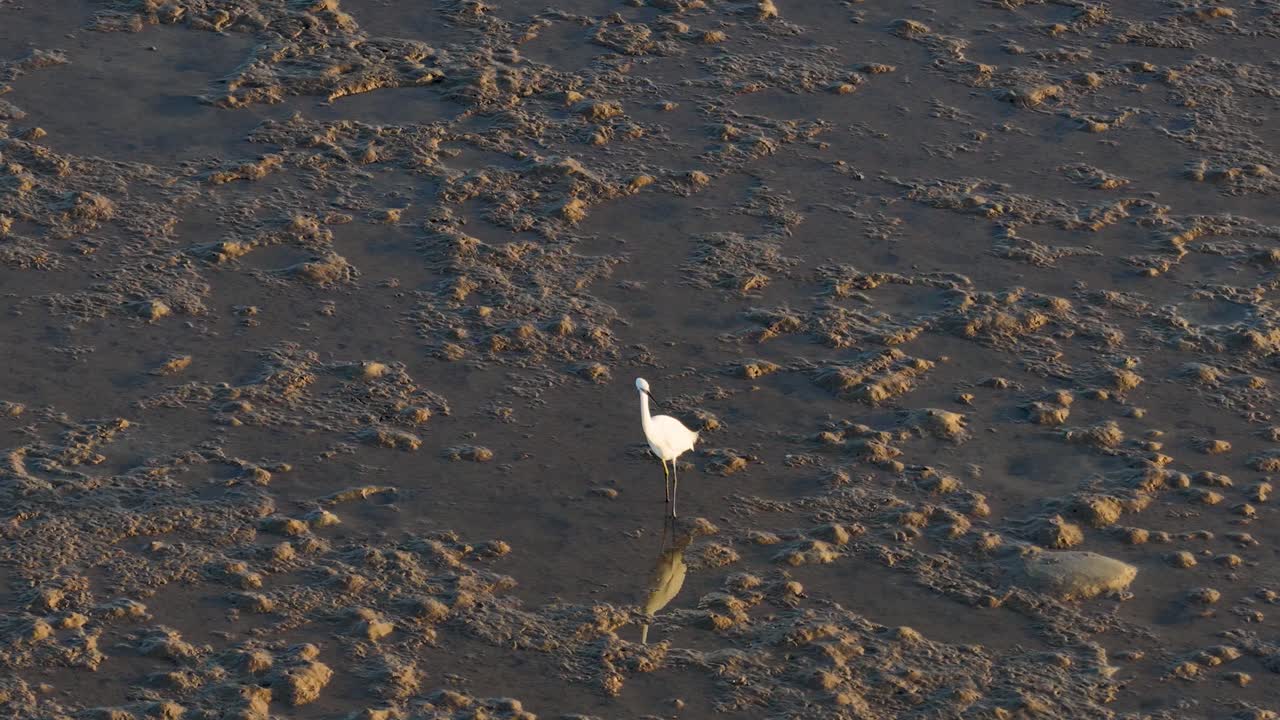 A Great Egret wades through mudflats during golden hour, hunting for fish in Port Douglas, Australia