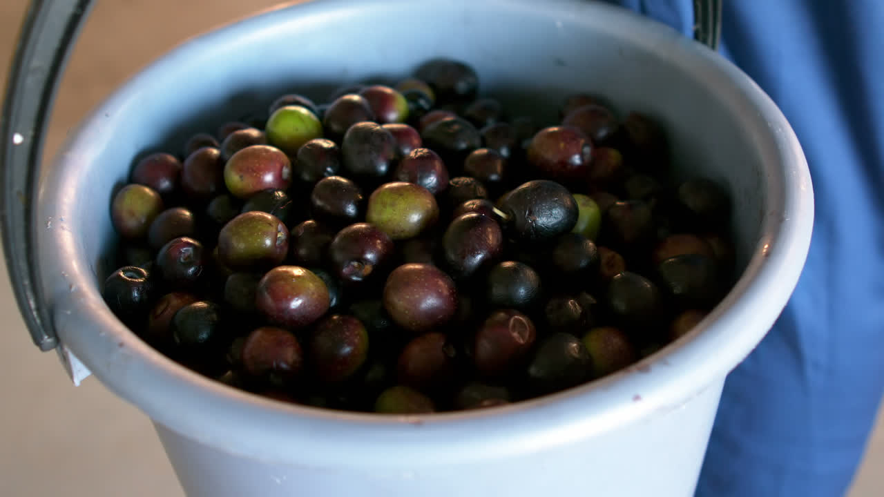 trabajador sosteniendo un cubo de aceitunas en una fábrica de aceite