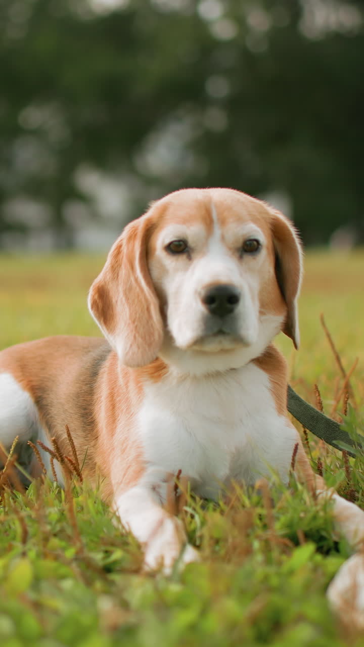 seekor beagle sedang beristirahat di lapangan taman berumput, beagle senior yang tenang berbaring di bawah langit mendung, tali dan kalung terlihat, close-up kaki dan tatapan lembut, cahaya sore yang lembut menyoroti bulu cokelat dan putih