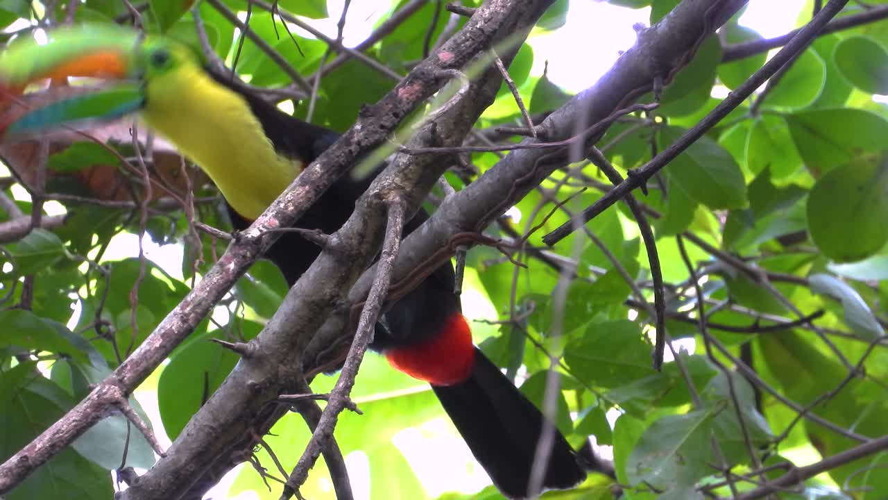 Wild tucan bird in jungle, static view