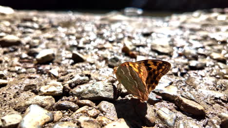 beautiful butterfly insect, brown black wings pattern, up-close rock texture