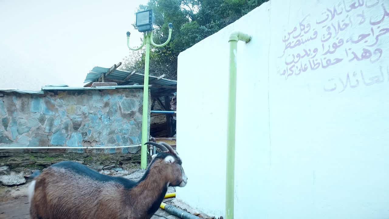마을 에 있는 염소 - 느린 움직임