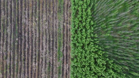 aerial view of deforested farmland with dense green plantations and barren land.
