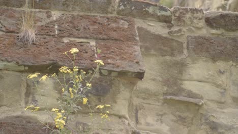 weeds grow out of neglected abandoned building