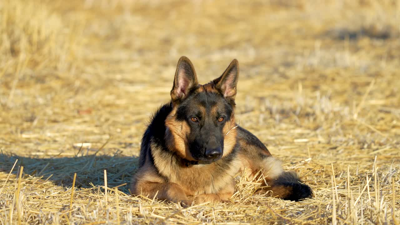 German Shepard laying in a hay field with heavy wind 4k 60fps