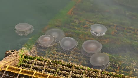 Medusas-Moviéndose-Lentamente-Sobre-La-Superficie-Del-Mar-Cerca-De-La-Costa-De-Dubai,-Emiratos-árabes-Unidos