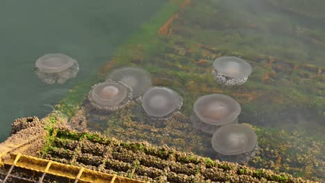 medusas que se mueven lentamente en la superficie del mar cerca de la costa de dubái, emiratos árabes unidos
