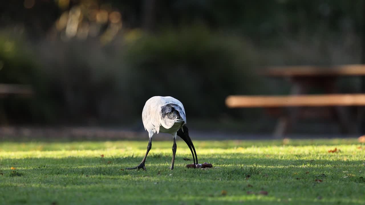이비스가 공원에서 먹이를 찾고 있다