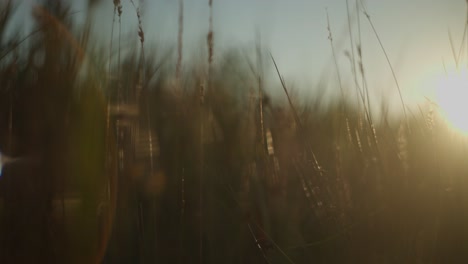 golden sunset through grass