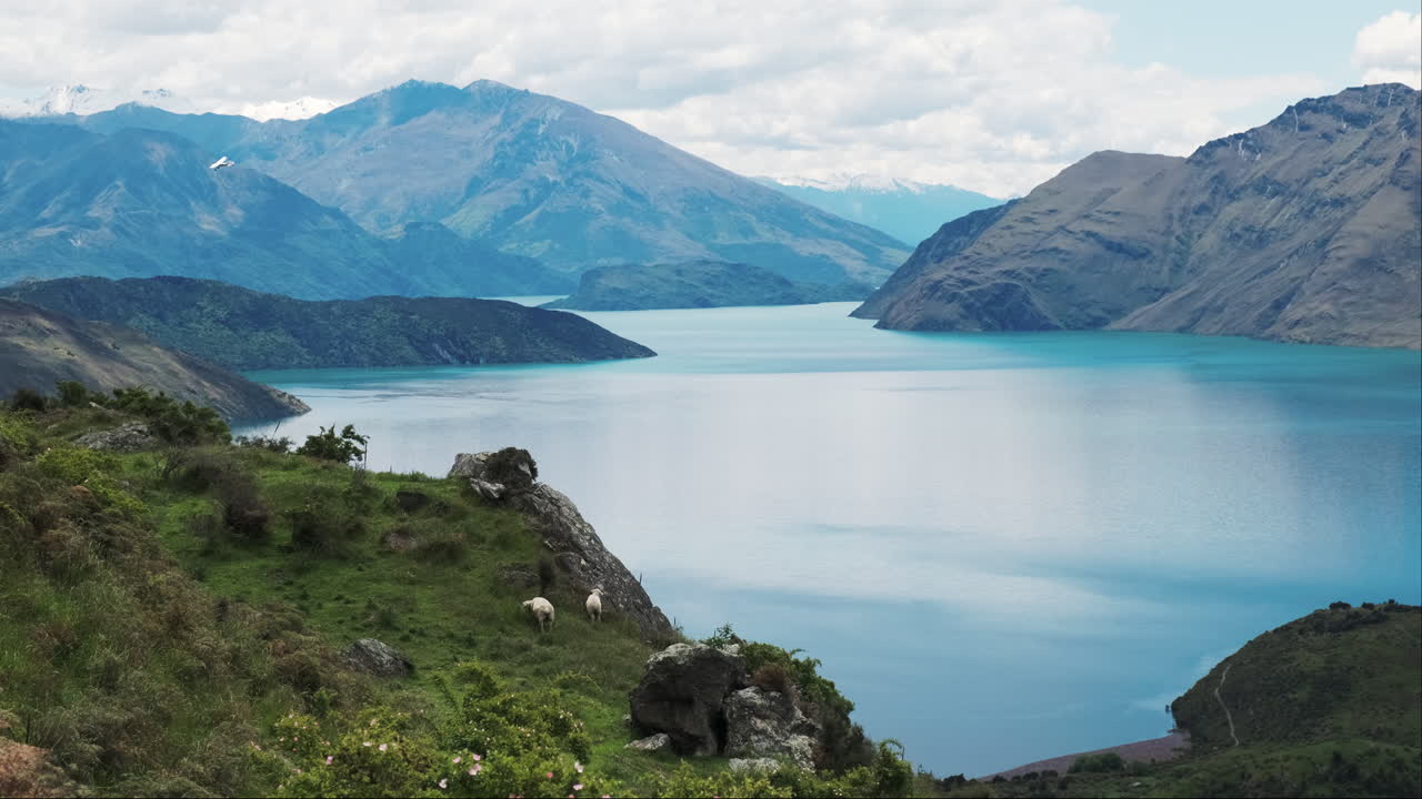 ovejas pastando en un campo con un impresionante fondo de lago, montañas en la distancia, y un pequeño avión volando por encima