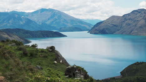 Sheep-graze-in-a-field-with-a-stunning-lake-backdrop,-mountains-in-the-distance,-and-a-small-plane-flying-overhead