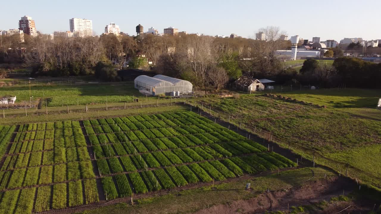 부에노스 아이레스, 배경에 도시 건물이 있는 일몰 농장의 채소밭과 온실