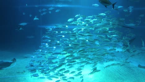 fish swimming together in a large aquarium