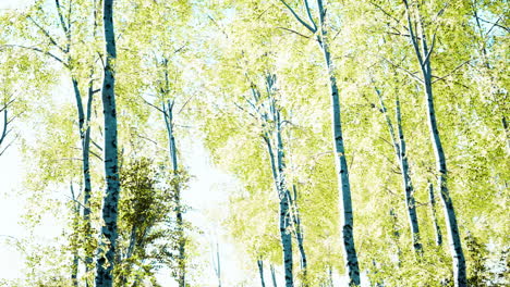 birch forest panorama in summer