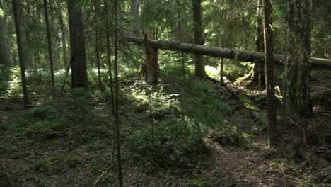 ancient mixed forest