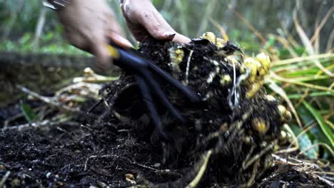 great quality footage of seasonal ginger harvesting being cleaned off using a gardening tool