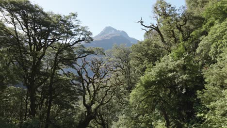 Trees,-greenery-and-mountains-on-a-sunny-day-in-Routeburn-track,-Firodland,-New-Zealand