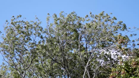 tree branches moving gently in the wind