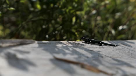 Viviparous-lizard-basking-in-the-sun,-national-park,-Finland