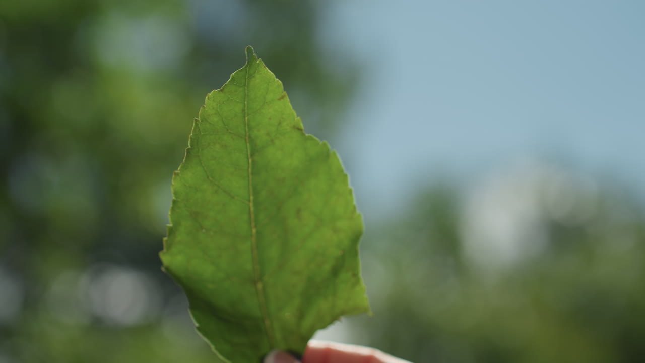 Closeup green leaf held against sky, sunlight illuminating dewdrops and fine veins shallow depth of field, soft bokeh, peaceful backyard atmosphere with crisp texture and bright summer tones