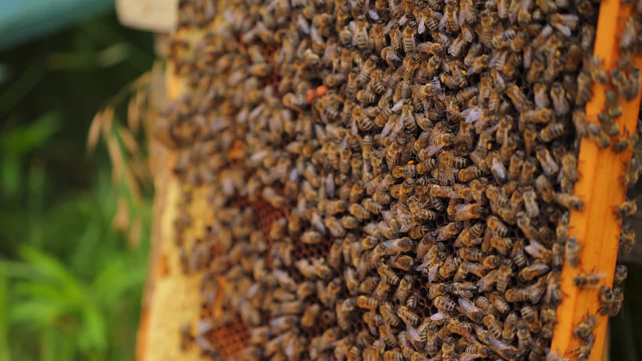 Working bees on honey cells. Many useful insects on frame near hive. Selective focus.