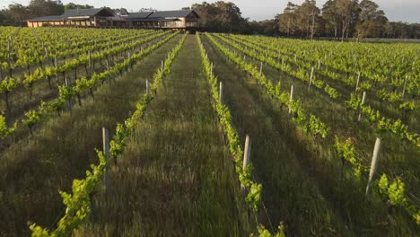 Aerial-flyover-beautiful-vineyard-field,-approaching-big-cottage-during-sunny-day