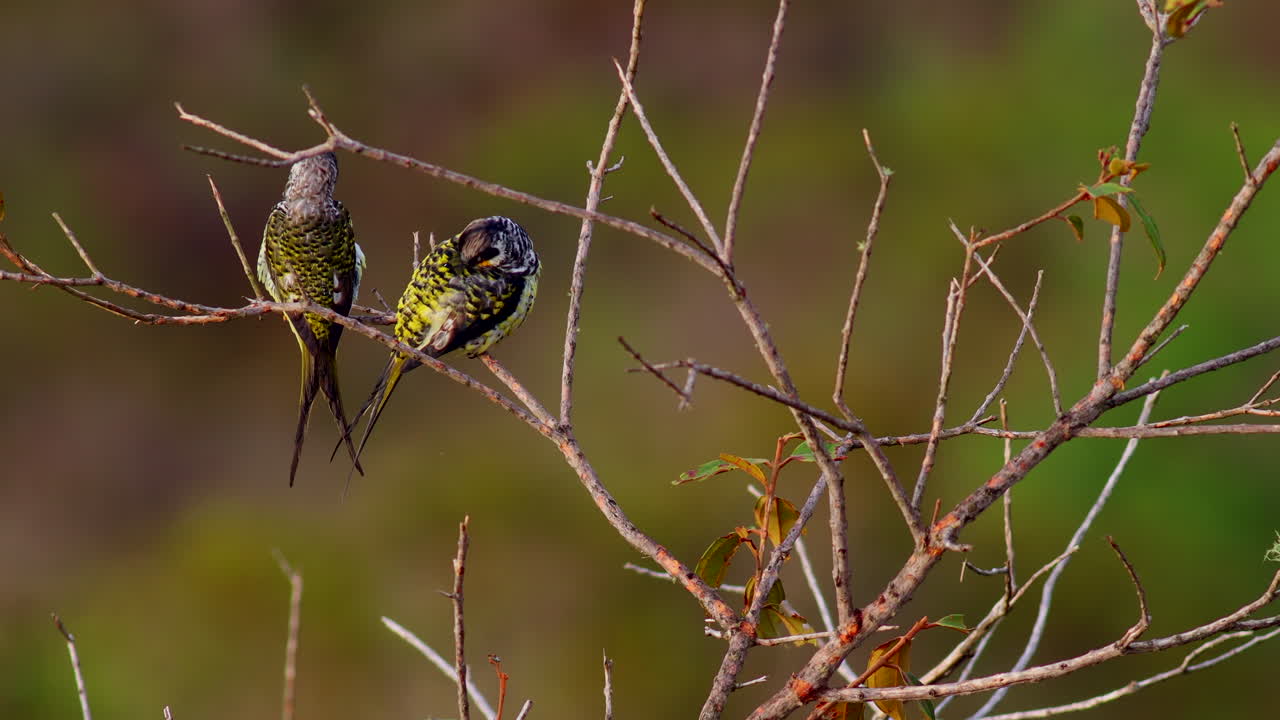 un par de cotingas de cola de golondrina se arreglan en un arbusto en un hábitat montañoso