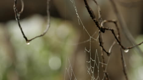 spiderweb on a foggy frosty morning