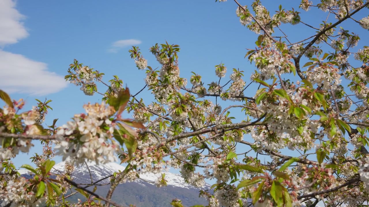 I fiori di ciliegio in piena fioritura contrastano con le montagne innevate e un cielo azzurro limpido. Ideale per contenuti a tema primaverile o documentari sulla natura.