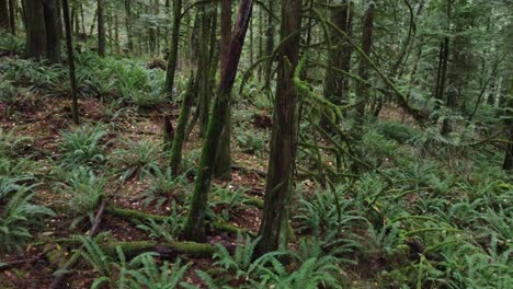 green forrest in north america, overgrown landscape - rotating tracking right shot