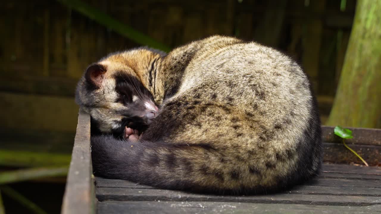 Curled Asian palm civet sleeps on wooden platform at a Coffee Luwak farm, Close up
