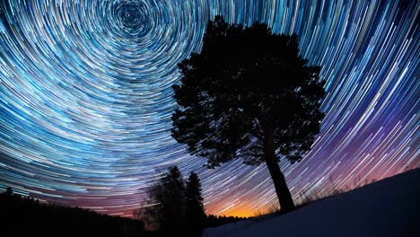 cielo estrellado, bucle. árbol con rastros estelares. clip de bucle sin problemas del cielo estrelado y el árbol