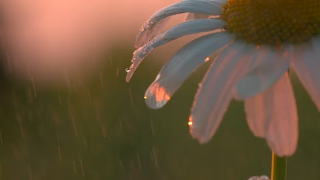 dewy daisy at sunset