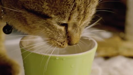 european grey kitten drinking water in a close up slow motion at 100fps