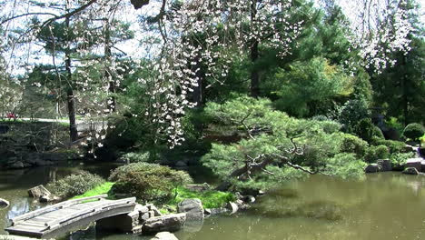 brazos de cámara desde el estanque del jardín japonés hasta el cerezo cubierto de flores