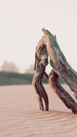 driftwood in a desert at sunset