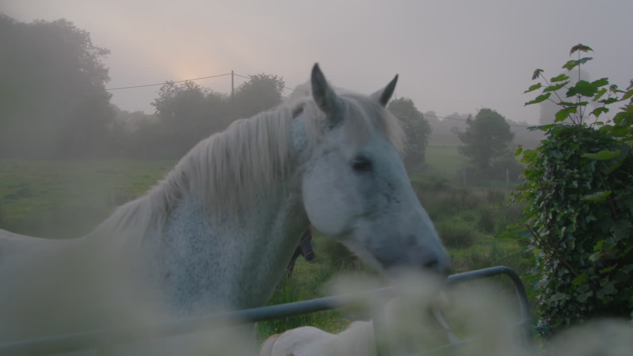 caballo blanco y poni en la niebla de la mañana temprano