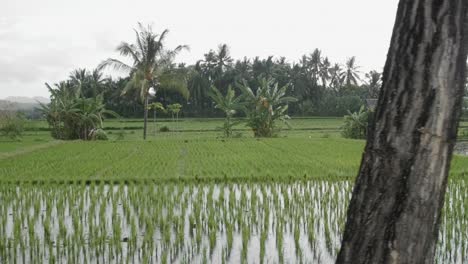 seguimiento a lo largo de los arrozales de indonesia