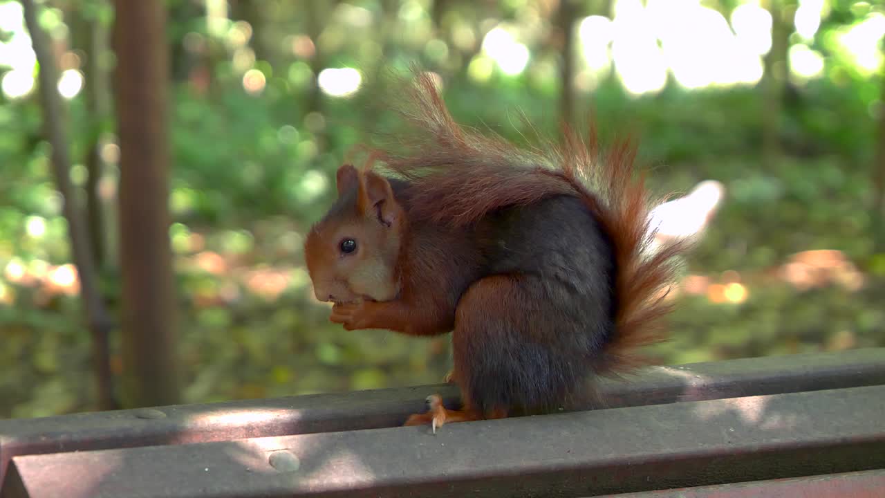 Close up squirrel eating nuts