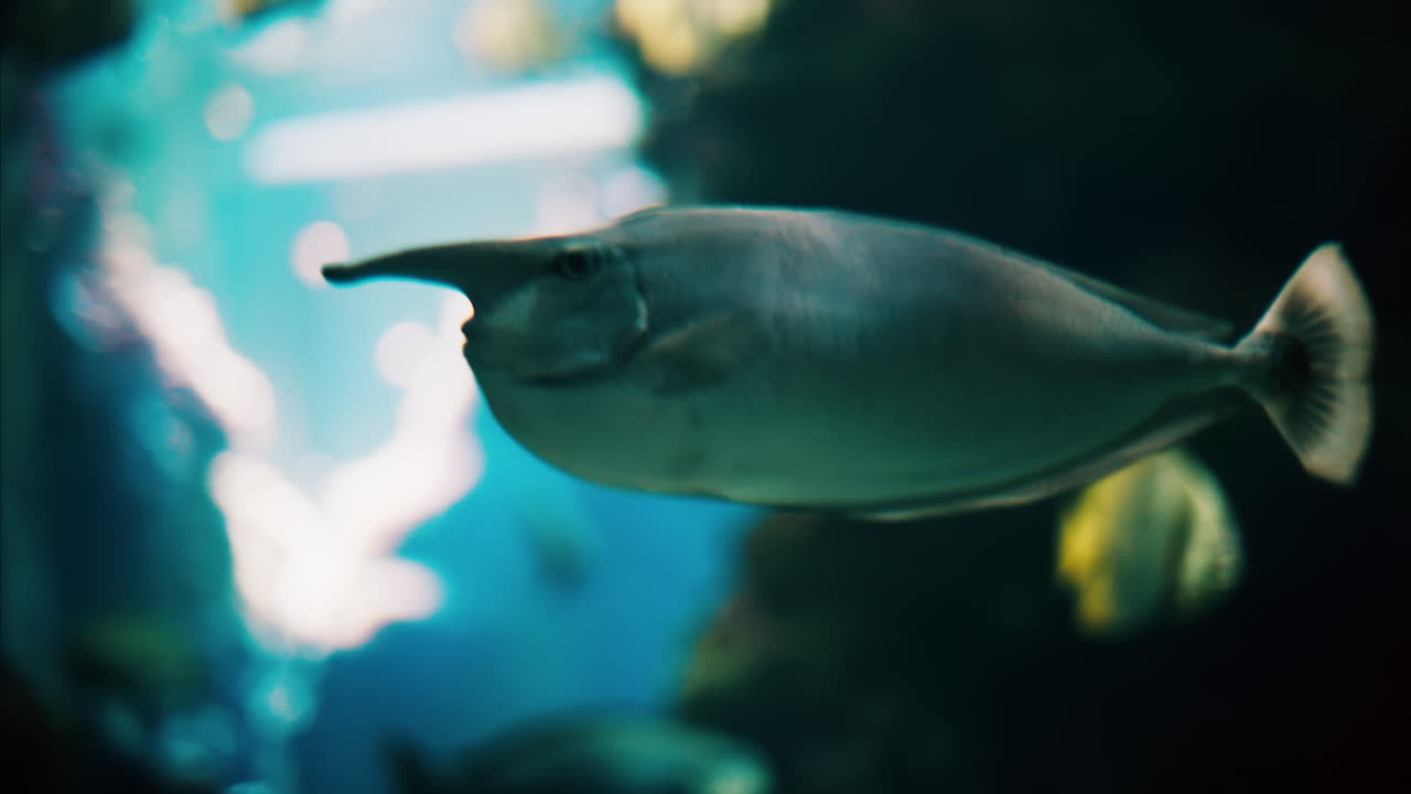 Close up of a Whitemargin unicornfish swimming near coral reefs