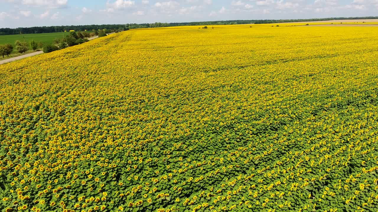 Flying over a Sunflower field, summer landscape of a sunflower.