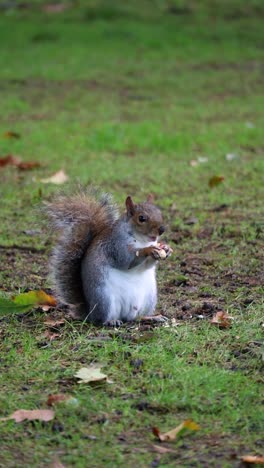 this close-up video offers an intimate look at a gray squirrel in its natural habitat. the footage captures the fine details of the squirrel’s fur, alert eyes, and quick movements as it eats.